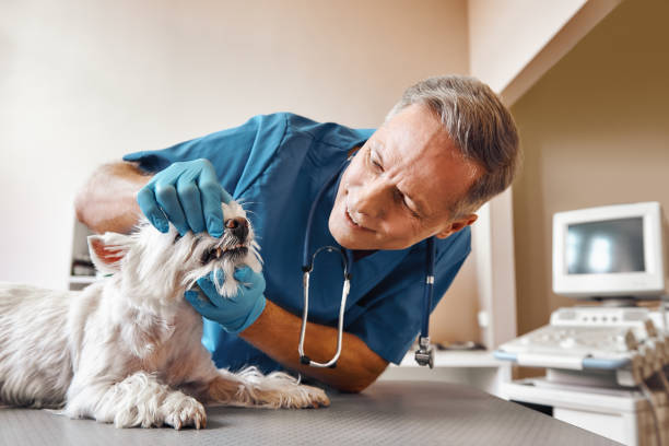 Best Emergency Gum Treatment in Fussels Corner, FL